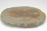 Cambrian Trilobite (Acadoparadoxides) - Tinjdad, Morocco #206626-2